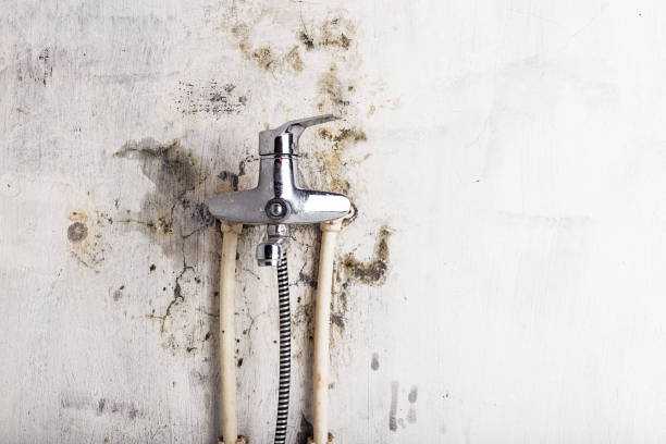Best Professional Mold Removal  in Inman, SC