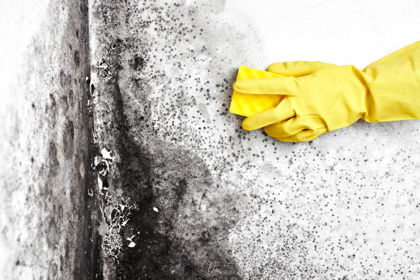 Attic Mold Removal in Inman, SC
