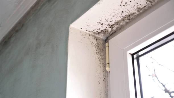 Best Mold Removal Process  in Inman, SC