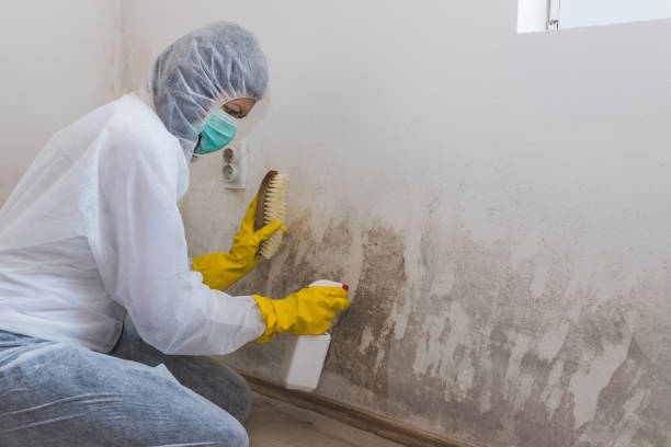 Best Attic Mold Removal  in Inman, SC