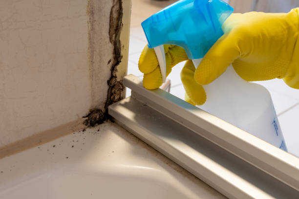 Best Mold Testing and Removal  in Inman, SC