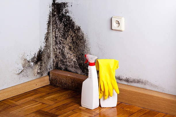 Best Professional Mold Removal  in Inman, SC