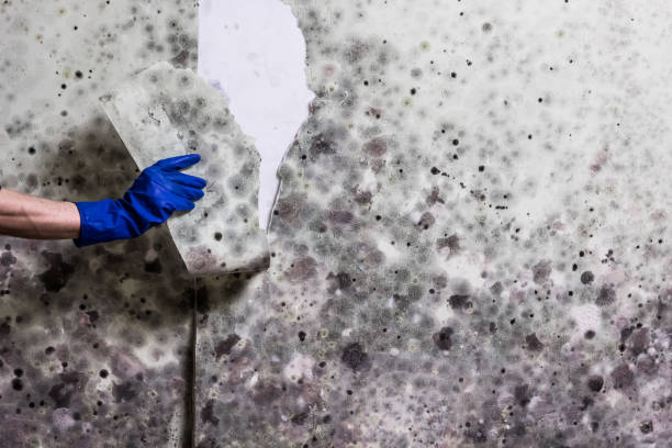 Best Home Mold Removal  in Inman, SC