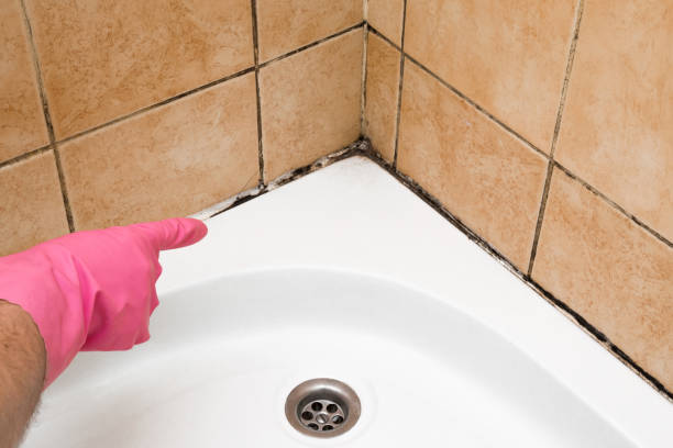 Best Fast Mold Removal  in Inman, SC